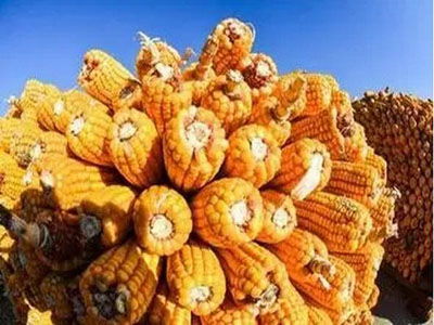 Transport "card" to live in northeastern corn, Sinotrans "Road" in where?