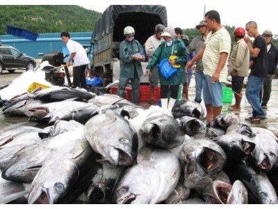 Vietnam's tuna exports to US increase